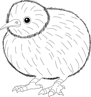 Kiwi Bird coloring page – fun and educational printable for children
