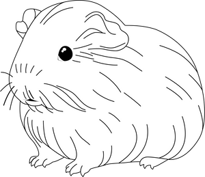 Guinea Pig coloring page – fun and educational printable for children