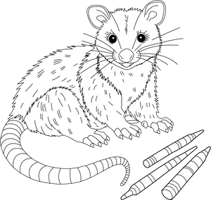 Opossum coloring page – fun and educational printable for children