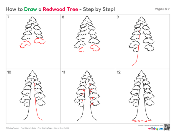 Tall redwood tree sketch