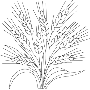 Wheat coloring page – fun and educational printable for children