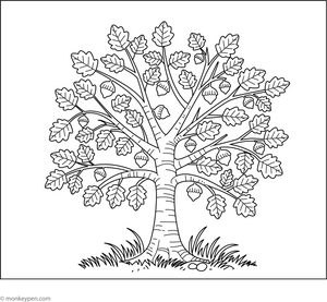 Beech Tree Coloring Page