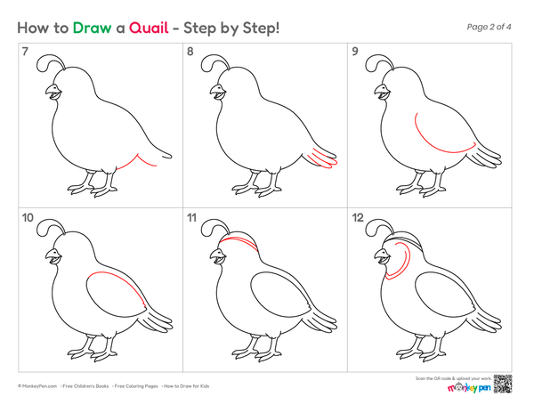 Cute Quail bird drawing for children