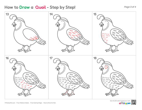 Easy Quail illustration for kids