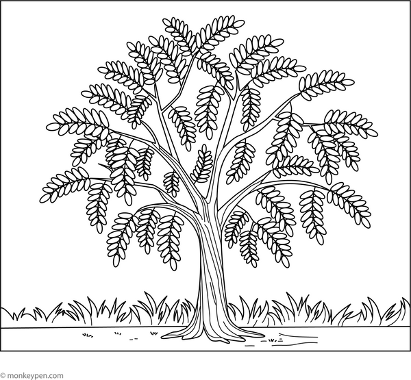 Ashoka Tree Coloring Page