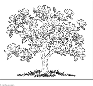 Magnolia Tree Coloring Page
