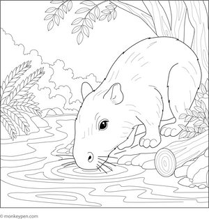 Capybara Drinking Water from the Stream coloring page – free printable for kids to color and enjoy