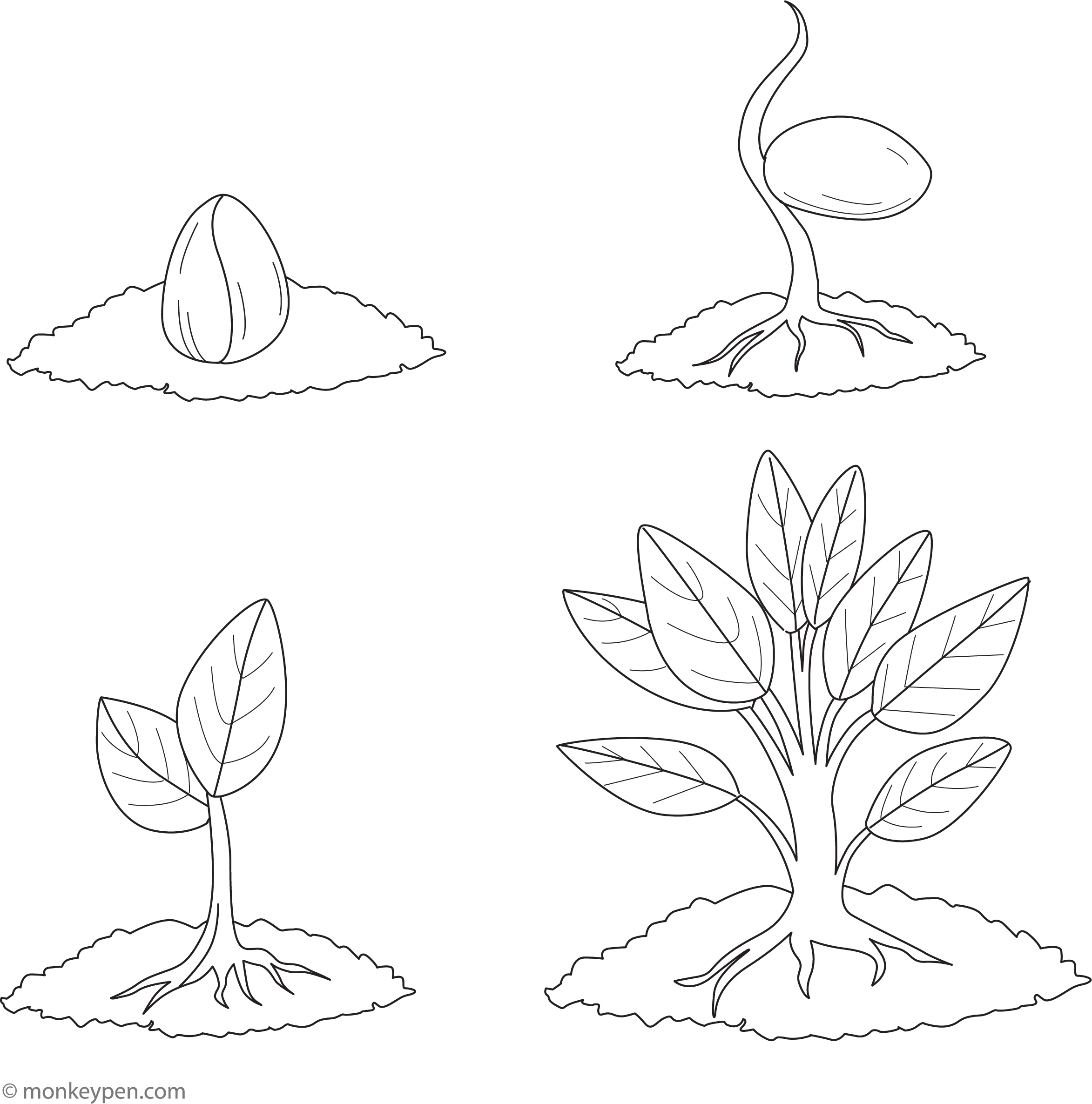 Growing Drawing Seed Germination For Kids Drawing