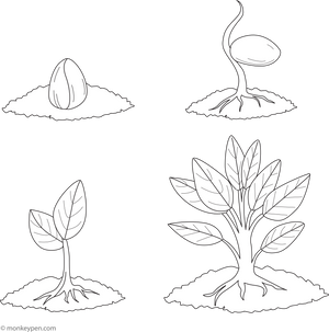Seed Germination Coloring Page