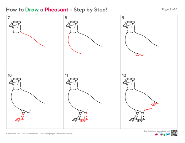 Simple Pheasant bird drawing for children