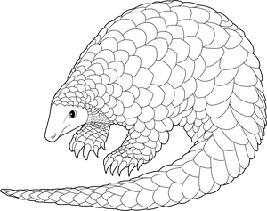 Pangolin coloring page – fun and educational printable for children