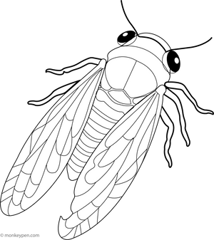 Cicada coloring page – free printable for kids to color and enjoy