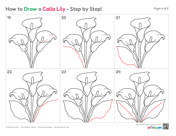 A step-by-step coloring page showing how to draw a calla lily, and a red line indicating the next stroke in each step.