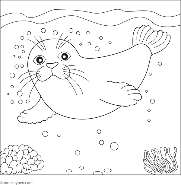 Seal Coloring Book