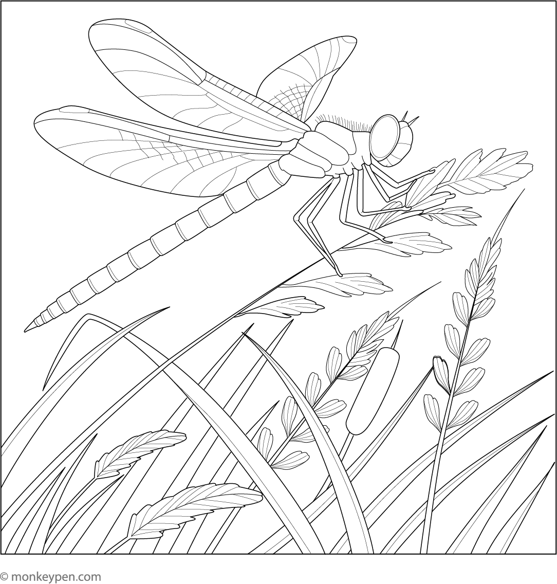 Common Reed To Color Dragonfly on a Reed - Free Printable Coloring Page PDF