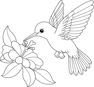 Humming Bird coloring page – fun and educational printable for children
