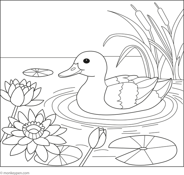 Duck and Water Lily | Free Coloring Pages