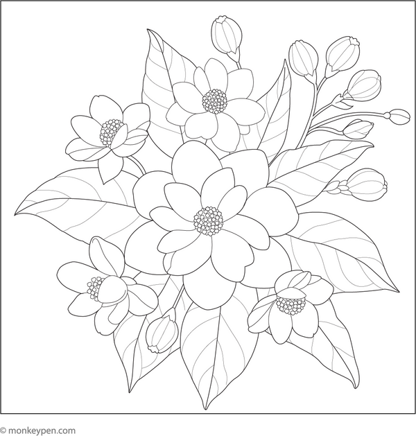 Jasmine Flower  in Bloom | Free Coloring Page
