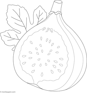 Printable Fig Fruit Coloring Image