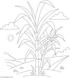 Printable  Sugarcane Coloring Page