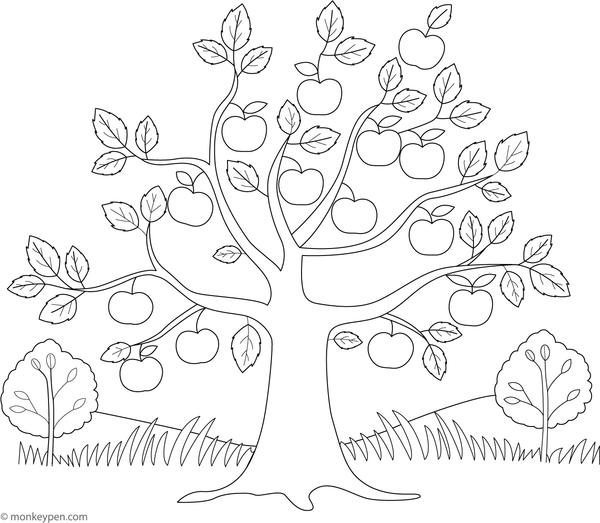 Apple tree in an orchard with ripening apples, ready to be colored.
