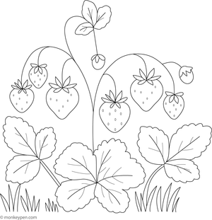 Illustration of a strawberry plant with berries, leaves, and blossoms, prepared for colouring.
