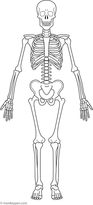 Human skeletal system diagram, ready for coloring.
