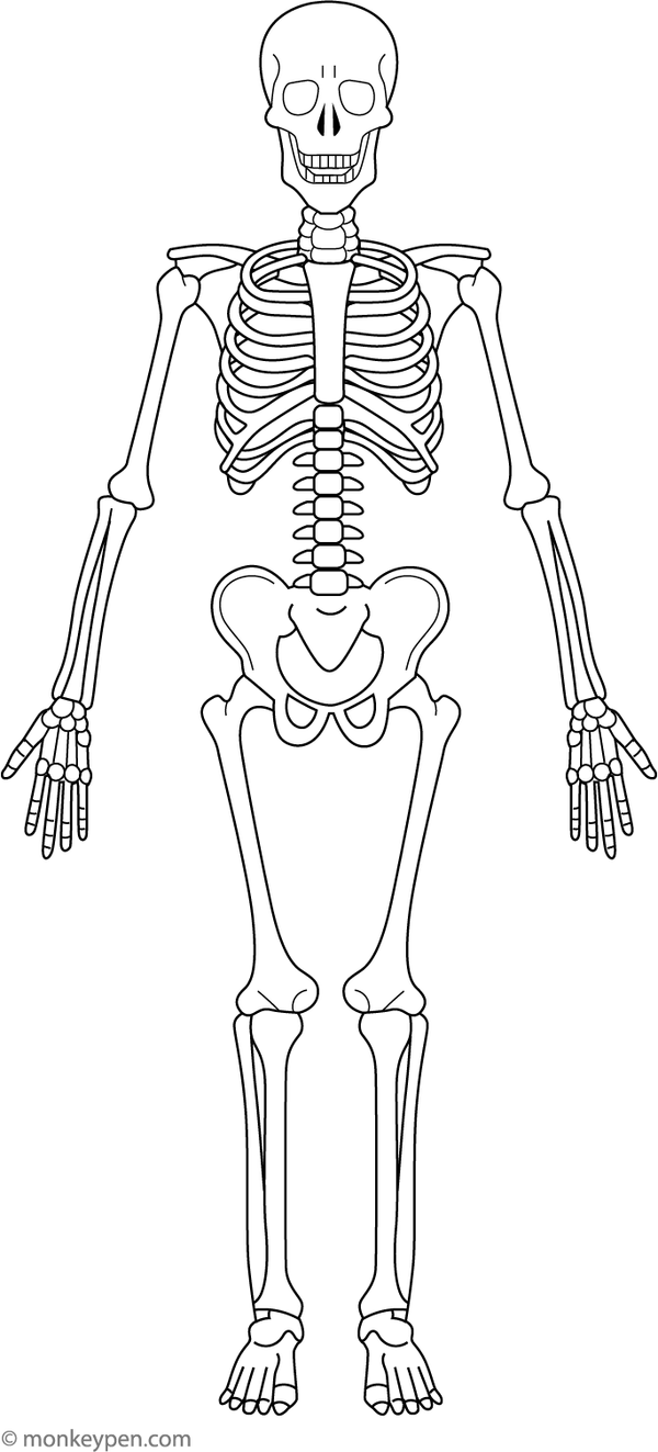 Human skeletal system diagram, ready for coloring.
