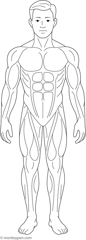 Diagram of the human muscular system, prepared for coloring.
