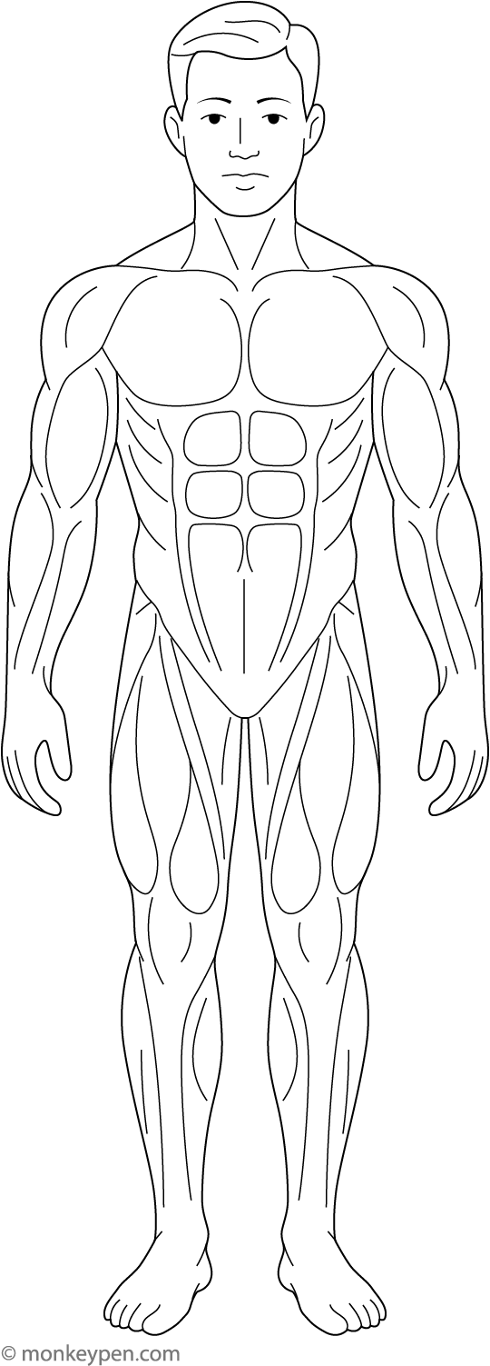 Diagram of the human muscular system, prepared for coloring.
