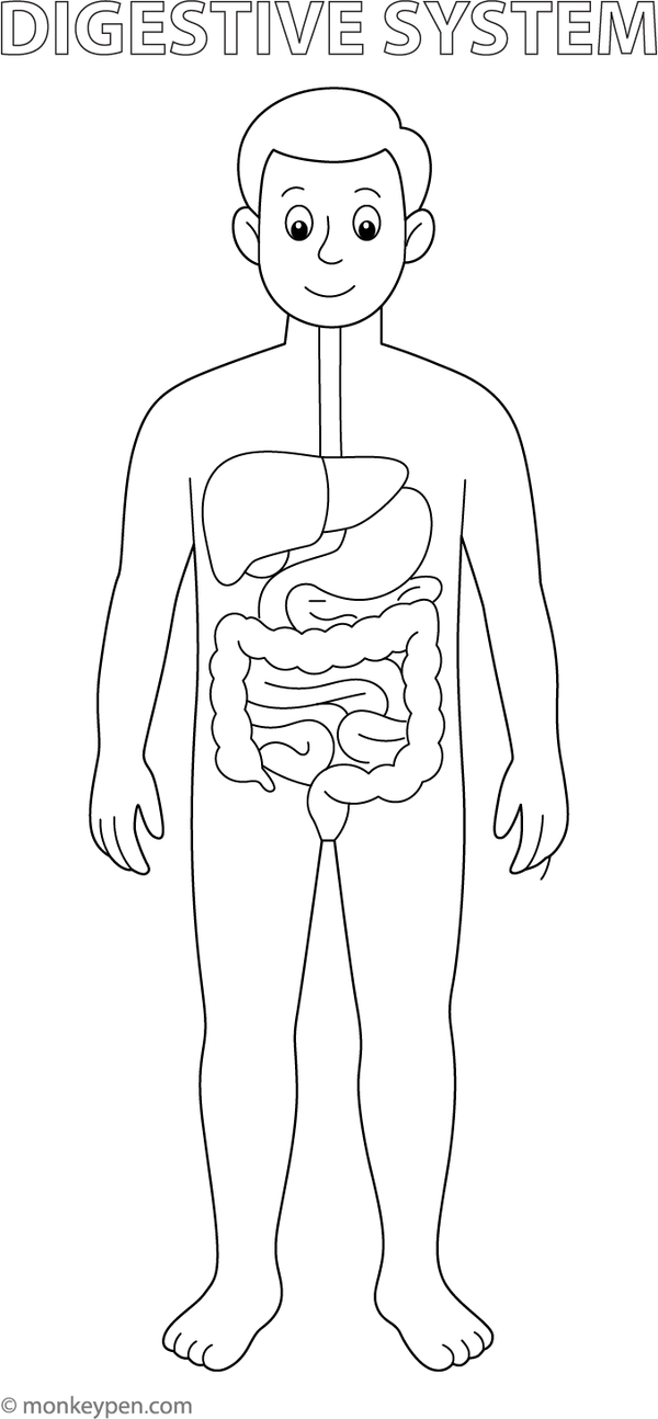Diagram of the human digestive system, including stomach, intestines, and related organs, prepared for coloring.
