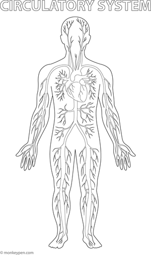 Diagram of the human circulatory system, highlighting the heart and blood vessels, suitable for coloring.
