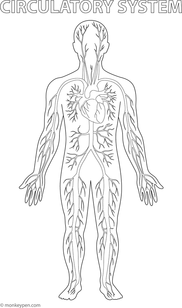 Diagram of the human circulatory system, highlighting the heart and blood vessels, suitable for coloring.

