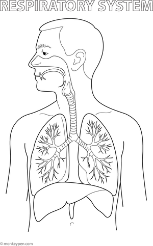 Diagram of the human respiratory system, featuring the lungs and airways, designed for colouring.
