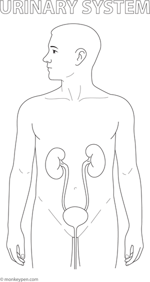Illustration of the human urinary system, highlighting the kidneys, bladder, and related organs, suitable for colouring.
