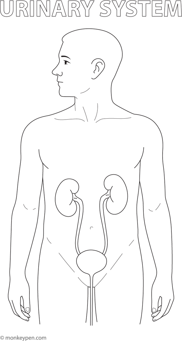 Illustration of the human urinary system, highlighting the kidneys, bladder, and related organs, suitable for colouring.
