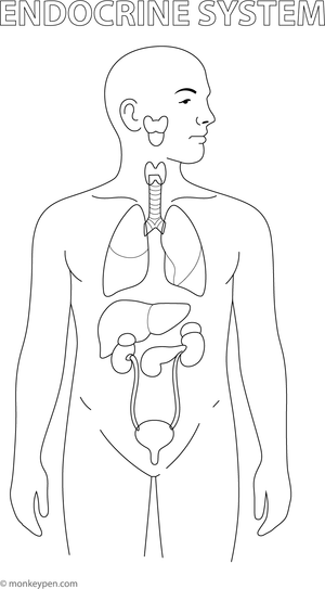 Diagram of the human endocrine system, featuring glands like the pituitary and thyroid, ready for colouring.
