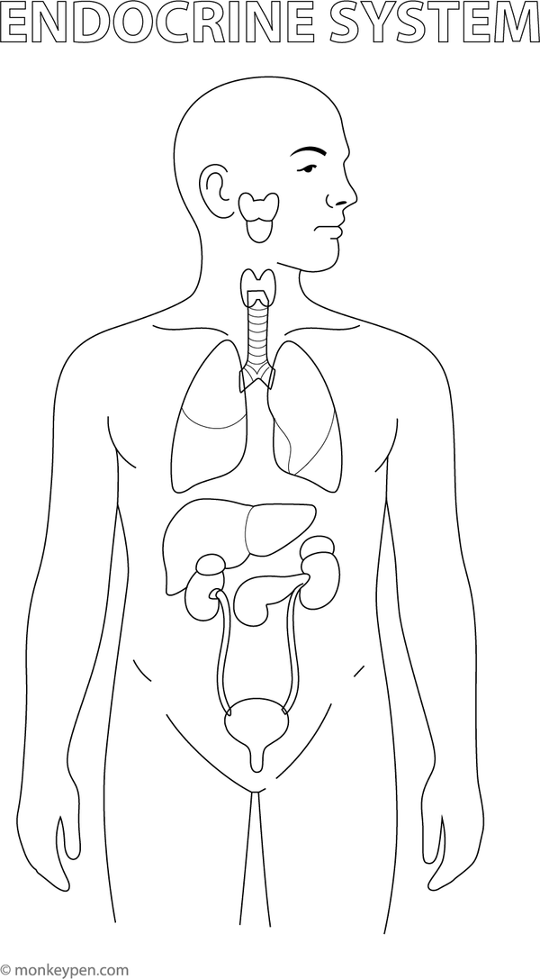 Diagram of the human endocrine system, featuring glands like the pituitary and thyroid, ready for colouring.
