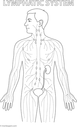 Diagram of the human lymphatic system, showing lymph nodes and immune organs, suitable for colouring.

