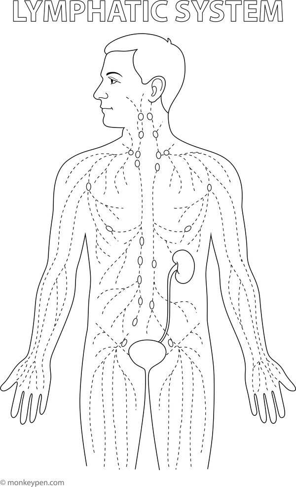 Diagram of the human lymphatic system, showing lymph nodes and immune organs, suitable for colouring.
