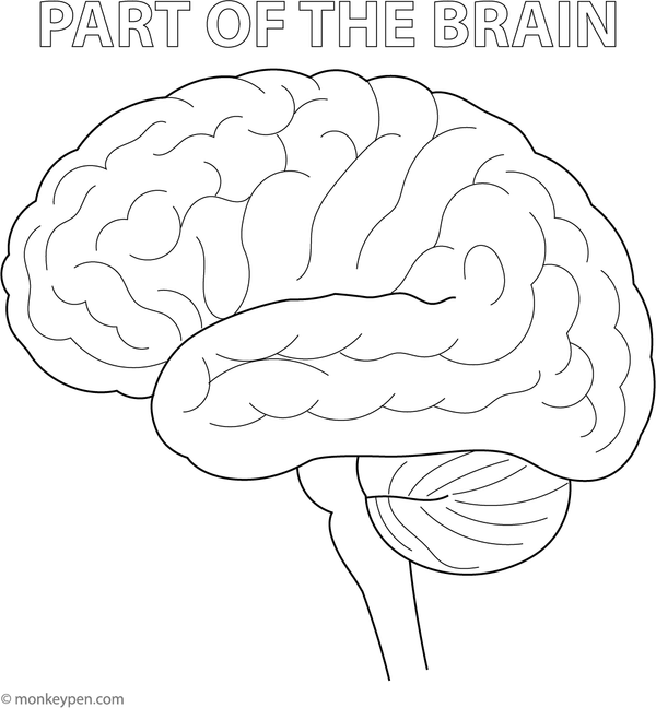 Illustration of the human brain with labeled regions like the cerebrum and cerebellum, designed for colouring.
