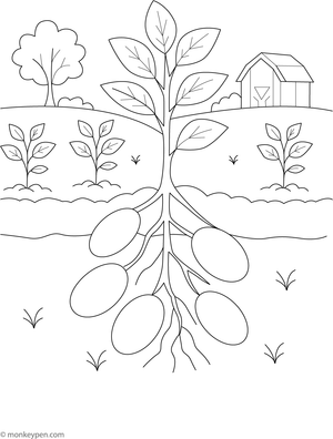 Educational coloring page illustrating potatoes growing underground with green foliage above ground.