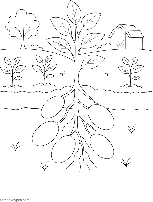 Educational coloring page illustrating potatoes growing underground with green foliage above ground.
