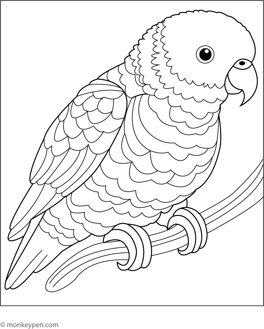 Rainbow Lorikeet - Printable Coloring Page