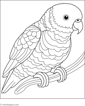 Printable Coloring sheet of a rainbow lorikeet with bold feathers, a fun parrot Coloring activity for kids.