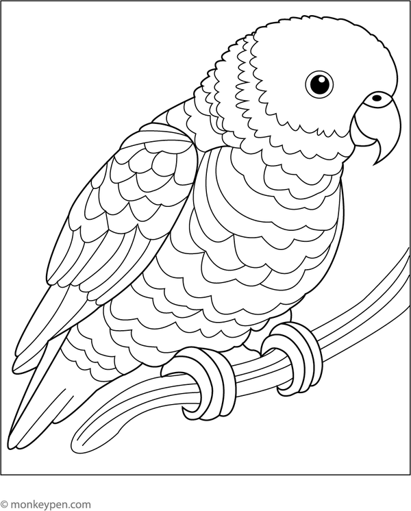 Printable Coloring sheet of a rainbow lorikeet with bold feathers, a fun parrot Coloring activity for kids.