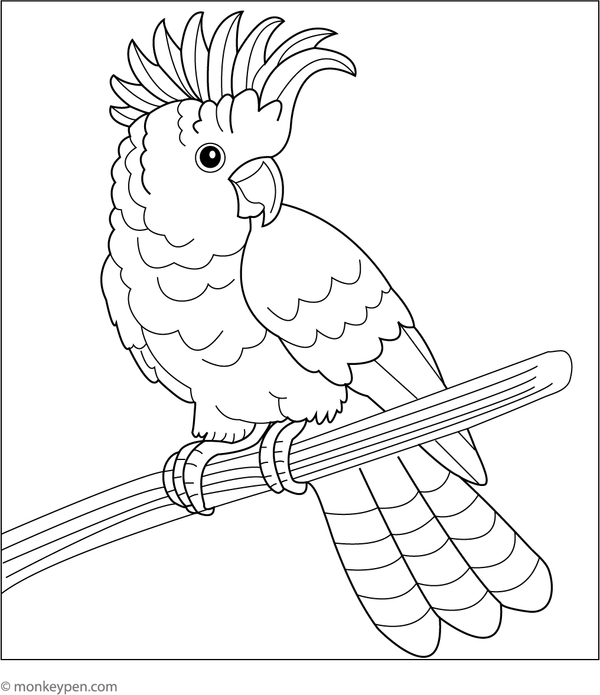 Detailed colouring page of a cockatoo with its fancy crest feathers, a beautiful bird for kids to colour.
