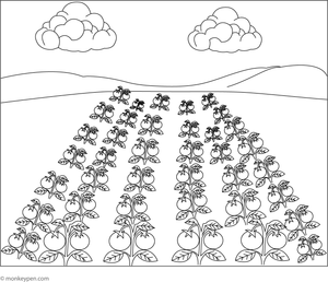  Formal scene illustrating rows of tomato plants in a cultivated field, intended for educational activities on farming.
