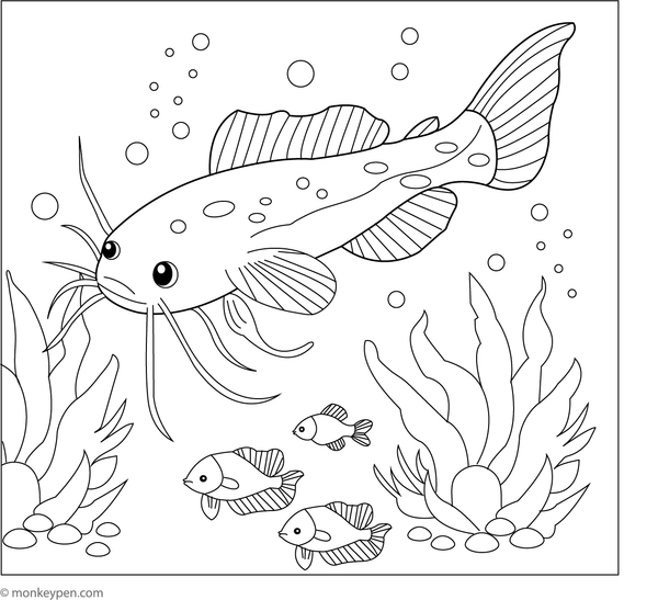 Coloring page showing a catfish swimming alongside a school of small fish in an active underwater scene.