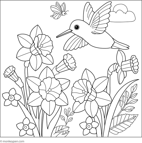 Printable coloring page of daffodils with a hummingbird hovering over the flowers.  
